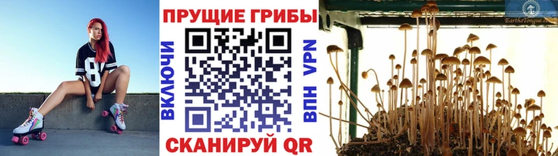 Галлюциногенные грибы GOLDEN TEACHER  Сухиничи 